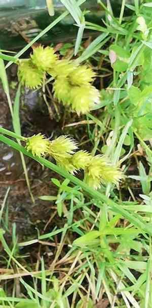 Oval sedge(Carex leporina)