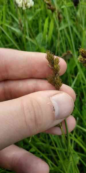 Oval sedge(Carex leporina)