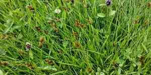 Oval sedge(Carex leporina)