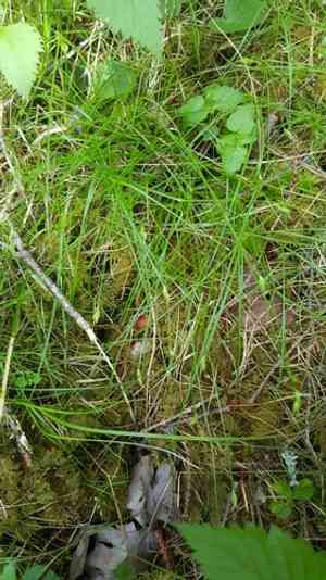 Bristlystalked sedge(Carex leptalea)