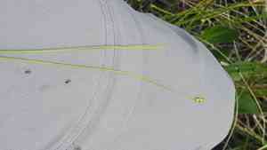 Bristlystalked sedge(Carex leptalea)