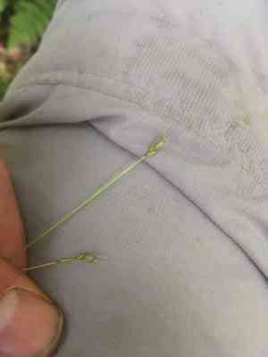 Bristlystalked sedge(Carex leptalea)