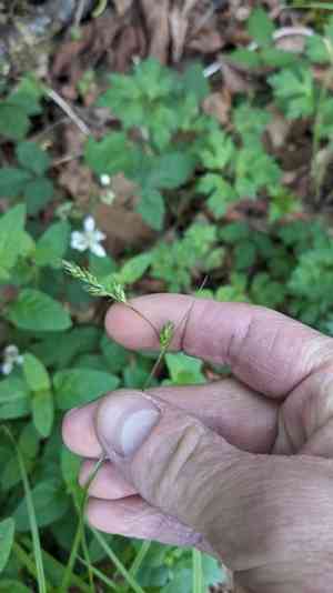 Taperfruit shortscale sedge(Carex leptopoda)