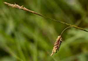 Mud sedge(Carex limosa)
