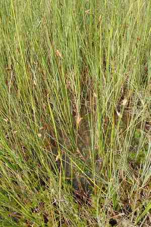 Mud sedge(Carex limosa)