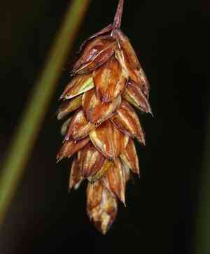 Mud sedge(Carex limosa)