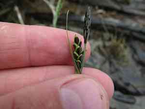 Livid sedge(Carex livida)