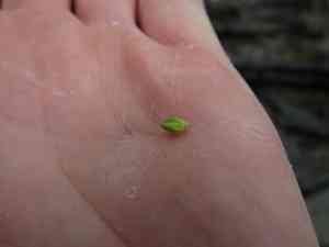 Livid sedge(Carex livida)