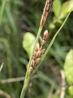 Livid sedge(Carex livida)