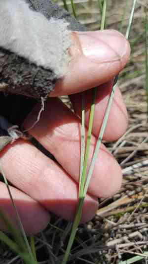 Livid sedge(Carex livida)
