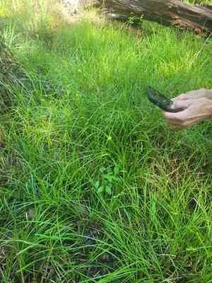 Louisiana sedge(Carex louisianica)