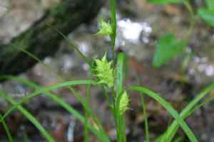 Louisiana sedge(Carex louisianica)