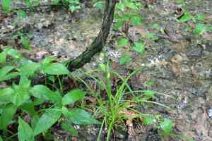 Louisiana sedge(Carex louisianica)