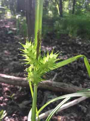 Hop sedge(Carex lupulina)