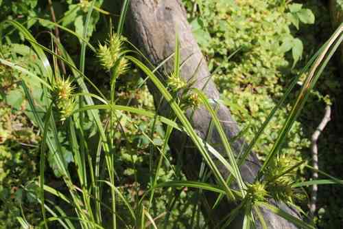 Hop sedge(Carex lupulina)