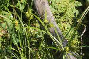 Hop sedge(Carex lupulina)
