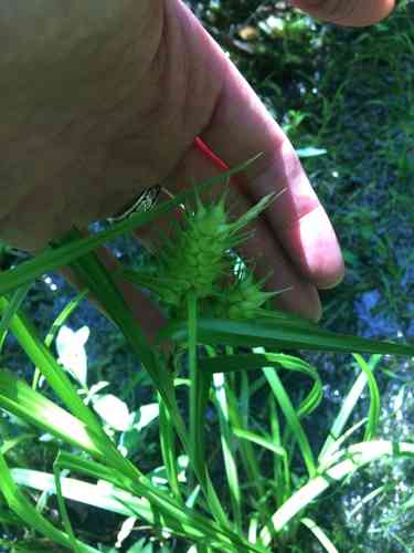 Hop sedge(Carex lupulina)