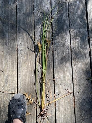 Hop sedge