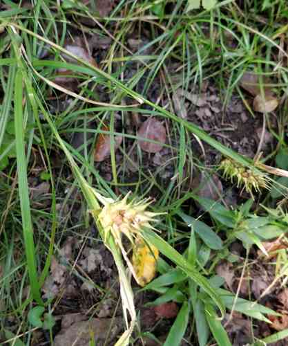 Hop sedge(Carex lupulina)