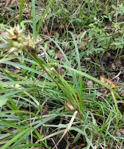 Hop sedge(Carex lupulina)