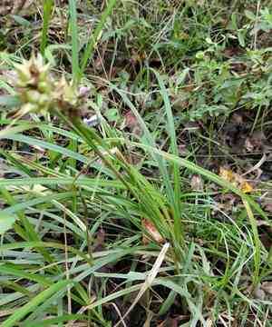 Hop sedge(Carex lupulina)