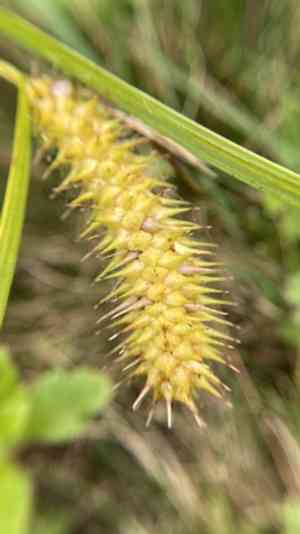 Shallow Sedge(Carex lurida)
