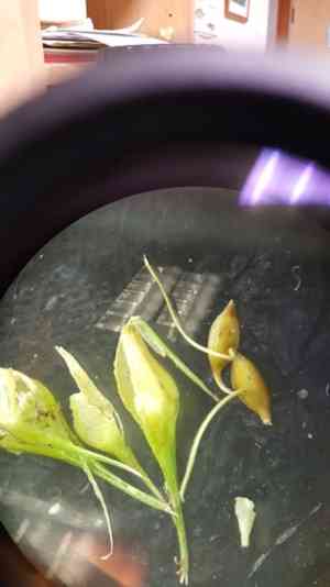 Shallow Sedge(Carex lurida)