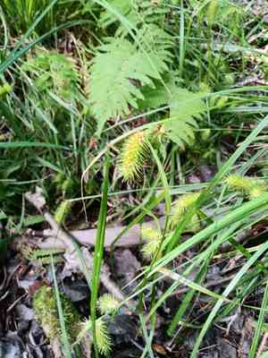 Shallow Sedge(Carex lurida)