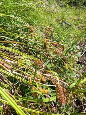 Shallow Sedge(Carex lurida)