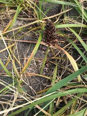 Large-head sedge(Carex macrocephala)