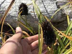 Large-head sedge(Carex macrocephala)