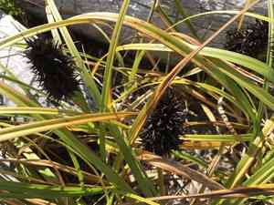 Large-head sedge(Carex macrocephala)