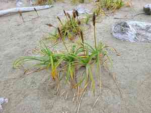 Large-head sedge(Carex macrocephala)
