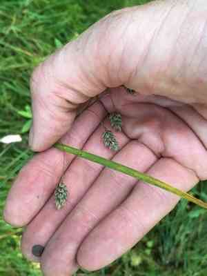 Boreal bog sedge(Carex magellanica)