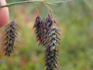 Boreal bog sedge(Carex magellanica)