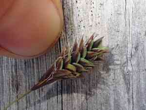 Boreal bog sedge(Carex magellanica)