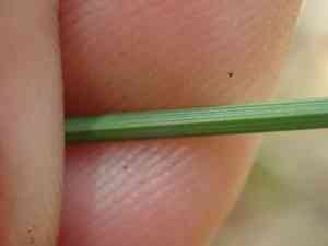 Boreal bog sedge(Carex magellanica)