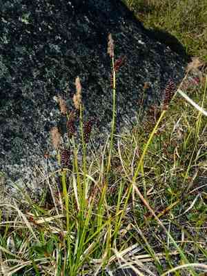 Fragile sedge(Carex membranacea)