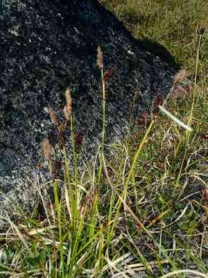 Fragile sedge(Carex membranacea)