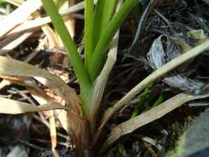 Fragile sedge(Carex membranacea)