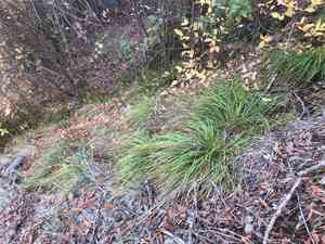 Mendocino sedge(Carex mendocinensis)