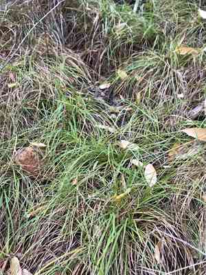 Mendocino sedge(Carex mendocinensis)