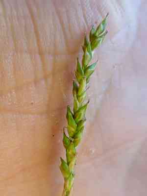 Mendocino sedge(Carex mendocinensis)