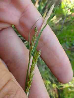 Mendocino sedge(Carex mendocinensis)
