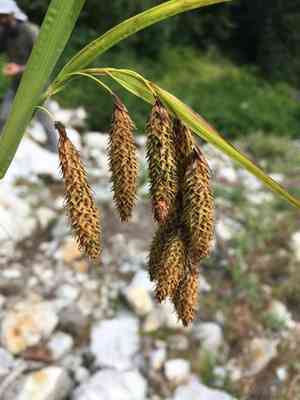 Mertens' sedge(Carex mertensii)