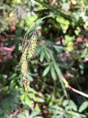 Mertens' sedge(Carex mertensii)