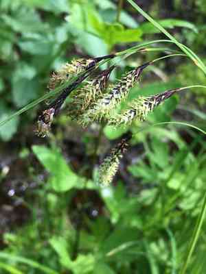 Mertens' sedge(Carex mertensii)