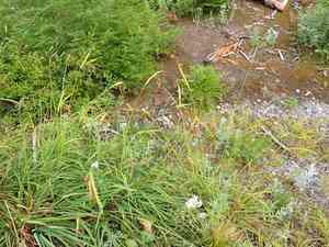 Mertens' sedge(Carex mertensii)