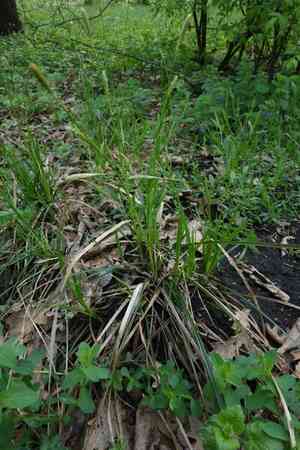 Carex michelii(Carex michelii)