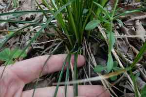 Carex michelii(Carex michelii)
